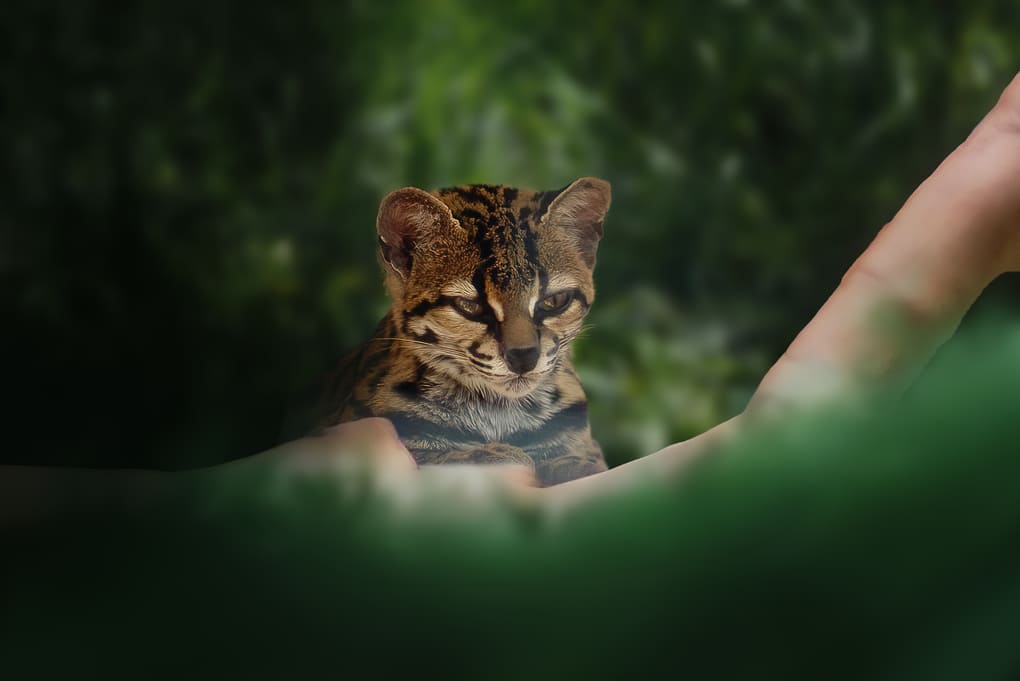 Max van Rijswijk: connecting habitats for Panama’s big cats